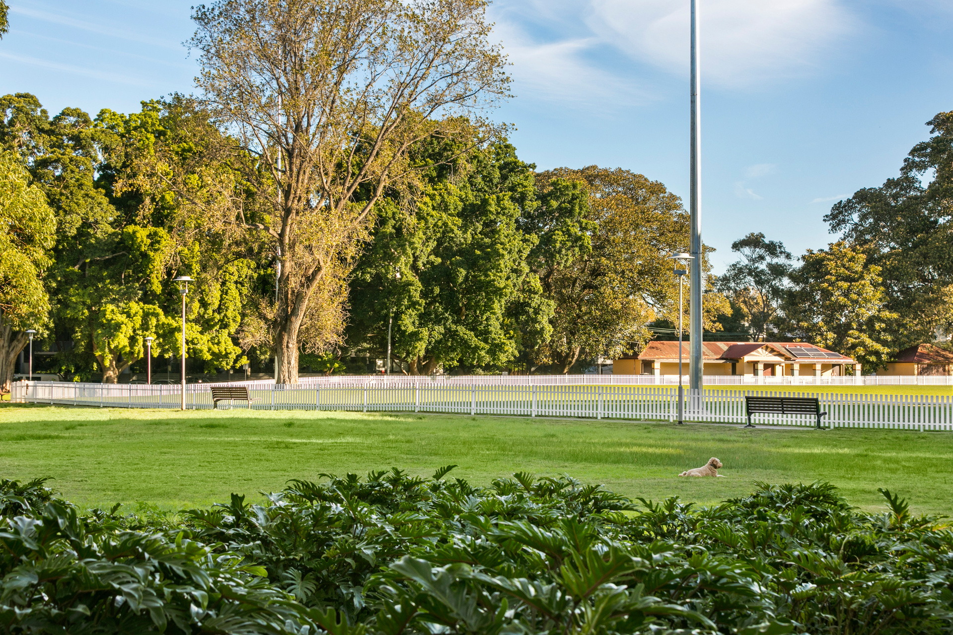 313 Belmont Street, Alexandria Sold by Raine & Horne Newtown - image 1